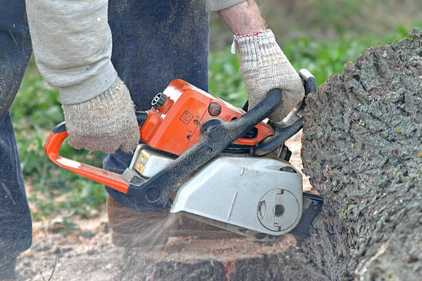 How Our Tree Care Process Works  in  Lavonia, GA