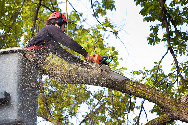 Best Tree Maintenance Programs  in Lavonia, GA