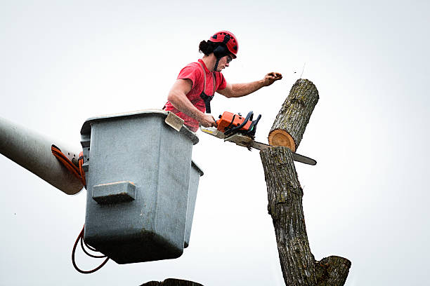 Reliable Lavonia, GA Tree Services Solutions